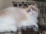 Ophelia - Ragdoll Kitten For Sale - Brooklyn&comma; NY&comma; US