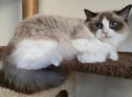 Sophia - Ragdoll Kitten For Sale - Brooklyn&comma; NY&comma; US