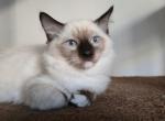 Baron - Ragdoll Kitten For Sale - Brooklyn&comma; NY&comma; US