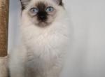 Dasha - Ragdoll Kitten For Sale - Brooklyn&comma; NY&comma; US