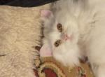 Chloe - Persian Kitten For Sale - 