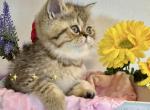 Kandy Exotic Shorthair - Exotic Kitten For Sale - Gibsonton&comma; FL&comma; US