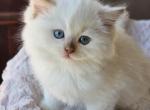 Cinnamon mink - Ragdoll Kitten For Sale - Farmville&comma; VA&comma; US