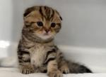 Kittens - Scottish Fold Kitten For Sale - Warren&comma; MI&comma; US