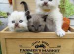 Meeko Spring - Ragdoll Kitten For Sale - FL&comma; US
