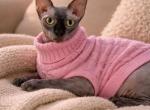 Gracy - Sphynx Cat For Sale - Brooklyn&comma; NY&comma; US