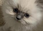 Himalayan Kittens Blue Point  Males - Himalayan Kitten For Sale - 