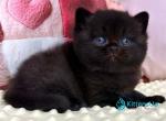 Esmanur - British Shorthair Kitten For Sale - Pembroke Pines&comma; FL&comma; US