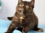 Reina - British Shorthair Kitten For Sale - Pembroke Pines&comma; FL&comma; US