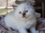 Chocolate point - Ragdoll Kitten For Sale - Farmville&comma; VA&comma; US