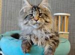 Las Vegas - Maine Coon Kitten For Sale - Hollywood&comma; FL&comma; US