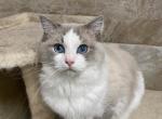 Dexter - Ragdoll Cat For Sale - Freeburg&comma; PA&comma; US