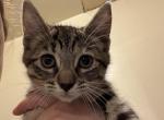 Brooklyns Kittens - Domestic Kitten For Sale - 