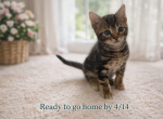Marbles - Bengal Kitten For Sale - 