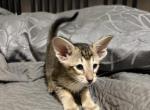 Oriental Shorthair - Oriental Kitten For Sale - Norco&comma; CA&comma; US