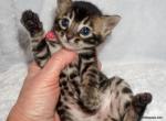 Cute little Charcoal female - Bengal Kitten For Sale - Lockport&comma; NY&comma; US