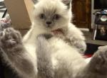 jimmy - British Shorthair Kitten For Sale - Clifton&comma; NJ&comma; US