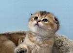 A - Scottish Fold Kitten For Sale - Bensalem&comma; PA&comma; US