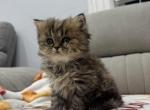 Tony - British Shorthair Kitten For Sale - Englewood&comma; NJ&comma; US