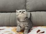Carl - British Shorthair Kitten For Sale - 