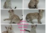 MATCHA - Bengal Kitten For Sale - 