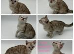 MOCHI - Bengal Kitten For Sale - ME&comma; US