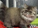 Winnie - Persian Kitten For Sale - Lakeland&comma; FL&comma; US