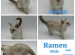 RAMEN - Bengal Kitten For Sale - 