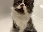 flat face persian - Persian Kitten For Sale - Winnetka&comma; CA&comma; US