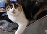 Daiquiri - American Shorthair Kitten For Sale - Philadelphia&comma; PA&comma; US