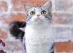 MeiMei - American Shorthair Cat For Sale/Retired Breeding - Philadelphia&comma; PA&comma; US