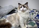 Baron - Ragdoll Kitten For Sale - Tuscaloosa&comma; AL&comma; US
