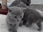 Russian blues kittens - Russian Blue Kitten For Sale - Ashburn&comma; VA&comma; US