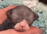 River Oscar litter - Sphynx Kitten For Sale - Philadelphia&comma; PA&comma; US