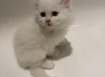 beauties - Persian Kitten For Sale - Winnetka&comma; CA&comma; US