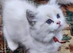 Callie - Ragdoll Kitten For Sale - 