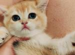 british shorthair kittens litter - British Shorthair Kitten For Sale - Irvine&comma; CA&comma; US