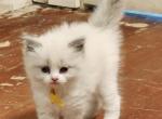 Olivia - Ragdoll Kitten For Sale - Raymond&comma; WA&comma; US