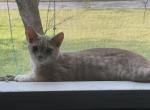 Samba - Domestic Kitten For Sale - Lawrenceville&comma; GA&comma; US