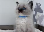 Blaze - Ragdoll Kitten For Sale - Monroe&comma; NC&comma; US
