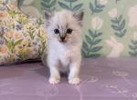 Petunia - Ragdoll Kitten For Sale - Ozark&comma; MO&comma; US