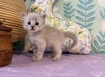 Luna - Ragdoll Kitten For Sale - Ozark&comma; MO&comma; US