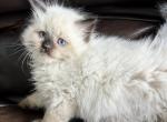 Kojo - Siberian Kitten For Sale - Bonita Springs&comma; FL&comma; US