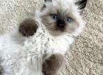 King - Siberian Kitten For Sale - Bonita Springs&comma; FL&comma; US