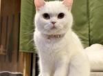SnowWhite - British Shorthair Kitten For Sale - 