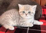Bob - British Shorthair Kitten For Sale - Beverly&comma; NJ&comma; US