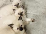 Ragdolls - Ragdoll Kitten For Sale - Scottsdale&comma; AZ&comma; US