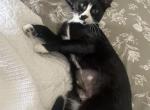 Olive - Domestic Cat For Adoption - Brooksville&comma; FL&comma; US