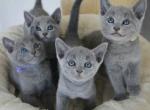 Russian Blue to new home - Russian Blue Kitten For Sale - Charlotte&comma; NC&comma; US