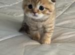 Cheetah - Scottish Fold Kitten For Sale - Federal Way&comma; WA&comma; US